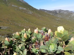 Protea grandiceps
