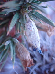 Aptosimum spinescens