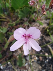 Pelargonium elegans
