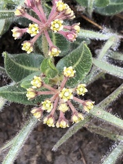 Xysmalobium parviflorum