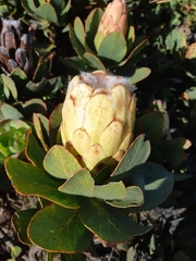 Protea grandiceps