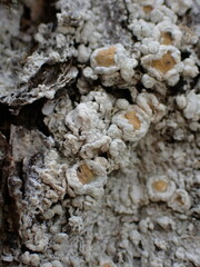Ochrolechiaceae
