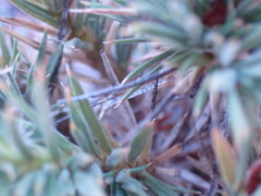 Aptosimum spinescens