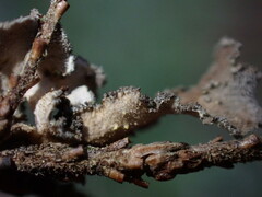 Pseudocyphellaria mallota