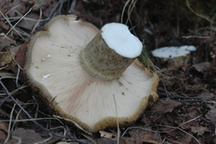 Lactarius turpis