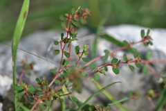 Euphorbia humifusa