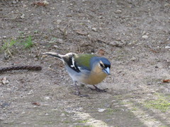 Fringilla coelebs moreletti