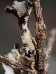 Pseudocyphellaria mallota