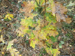 Quercus × rosacea