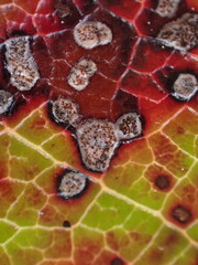 Cameraria gaultheriella