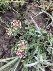 Xysmalobium parviflorum