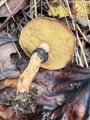Suillus salmonicolor