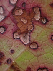 Cameraria gaultheriella