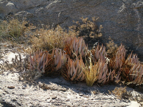 Image of Aloe asperifolia by no rights reserved