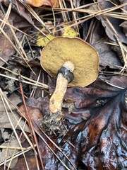 Suillus salmonicolor