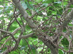 Ficus sur