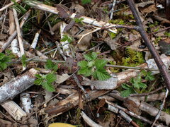 Rubus ursinus