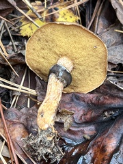 Suillus salmonicolor