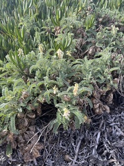 Astragalus nuttallii
