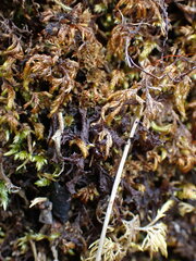 Scytinium palmatum