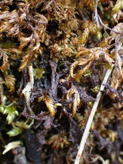 Scytinium palmatum