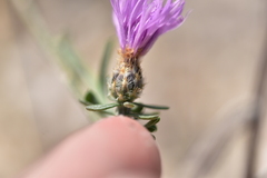Centaurea glaberrima divergens