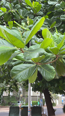 Terminalia catappa