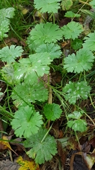 Geranium rotundifolium