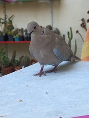 Streptopelia decaocto