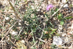 Centaurea glaberrima divergens