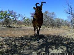 Alcelaphus buselaphus major