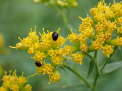 Phalacridae
