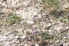 Centaurea glaberrima divergens