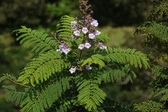 Jacaranda poitaei