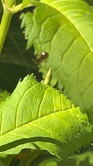 Prenolepis imparis
