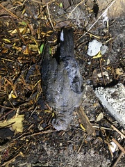 Streptopelia semitorquata
