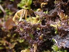 Scytinium palmatum