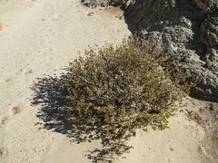 Tetragonia reduplicata