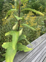 Neolasioptera vernoniae