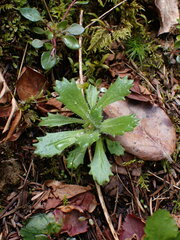 Micranthes ferruginea