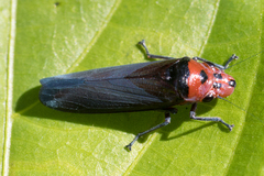 Aulacizes quadripunctata