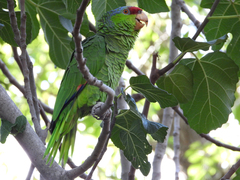 Amazona finschi × viridigenalis