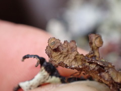 Tuckermanopsis platyphylla