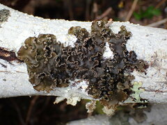Peltigera collina