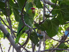 Amazona finschi × viridigenalis