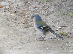 Fringilla coelebs moreletti