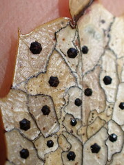 Coccomyces dentatus