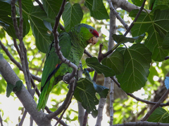 Amazona finschi × viridigenalis