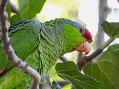 Amazona finschi × viridigenalis