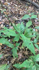 Persicaria virginiana